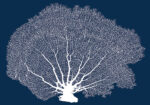 Πινακας σε καμβά SEA FAN