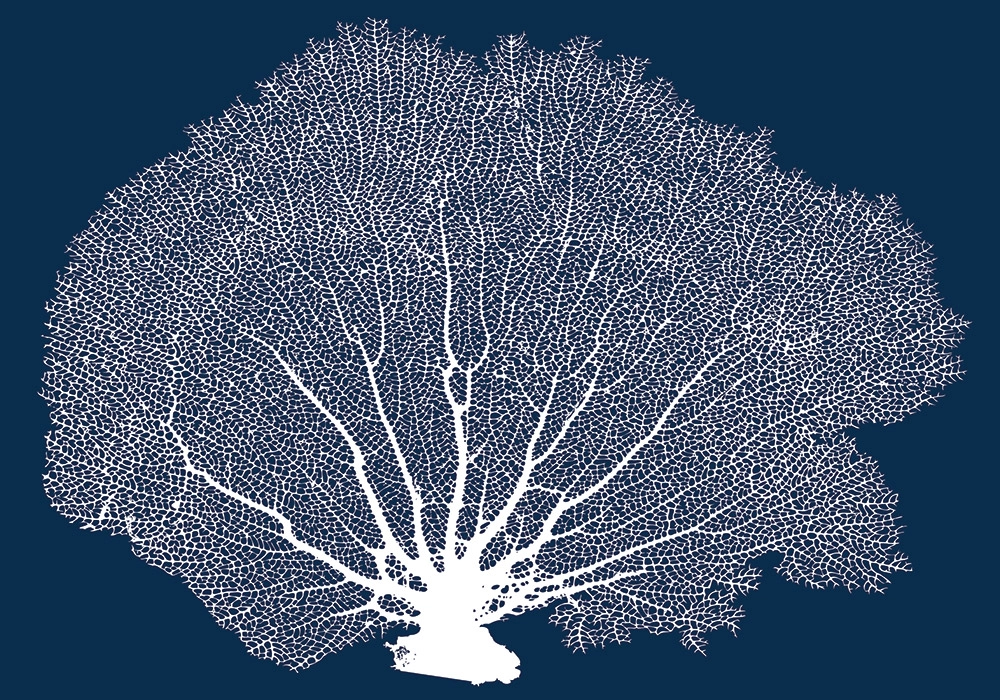 Πινακας σε καμβά SEA FAN