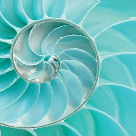 Πινακας σε καμβά SEA SHELL - Κοχυλια Sticky 5