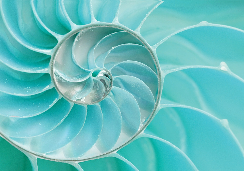 Πινακας σε καμβά SEA SHELL