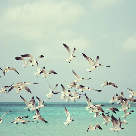 Πινακας σε καμβά SEAGULLS OVER SEA - Πουλια Sticky 4