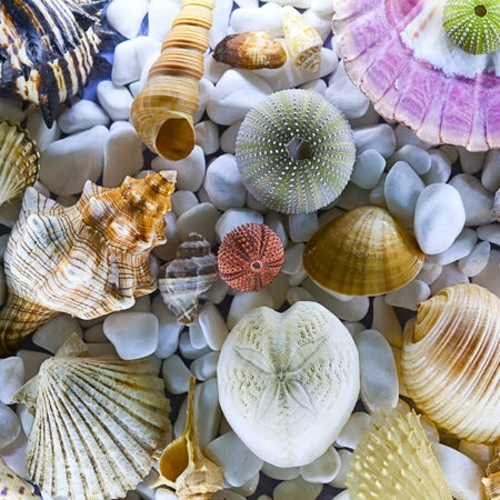 Πινακας σε καμβά SEASHELL COLLECTION - Κοχυλια Sticky 4