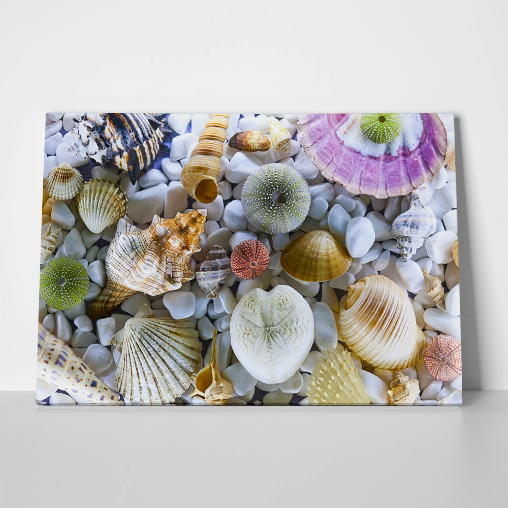 Πινακας σε καμβά SEASHELL COLLECTION