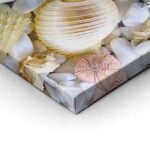 Πινακας σε καμβά SEASHELL COLLECTION