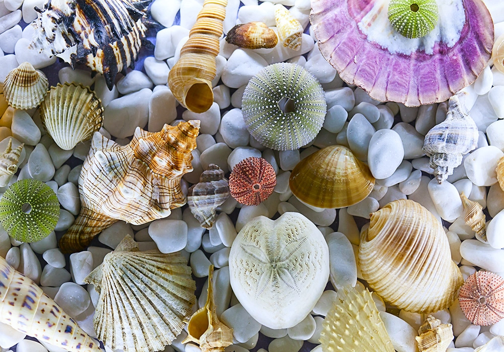 Πινακας σε καμβά SEASHELL COLLECTION