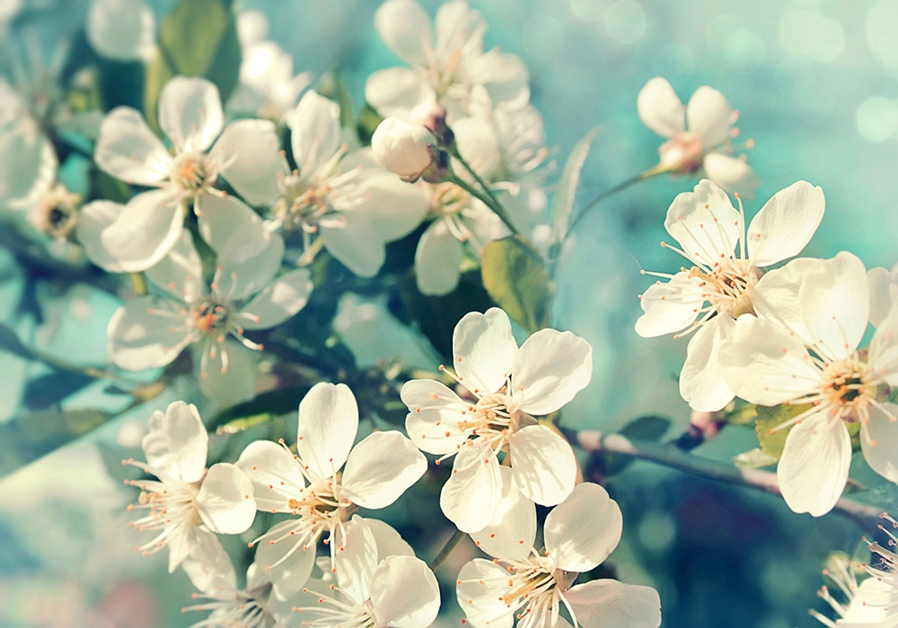 Πινακας σε καμβά SPRING FLOWERS