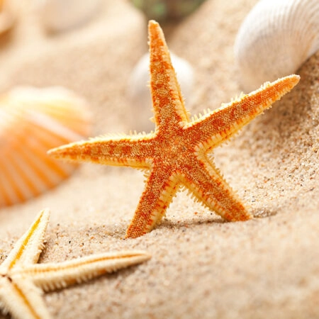 Πινακας σε καμβά STARFISH 1 - Κοχυλια Sticky 5