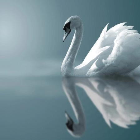 Πινακας σε καμβά SWAN - Πουλια Sticky 5