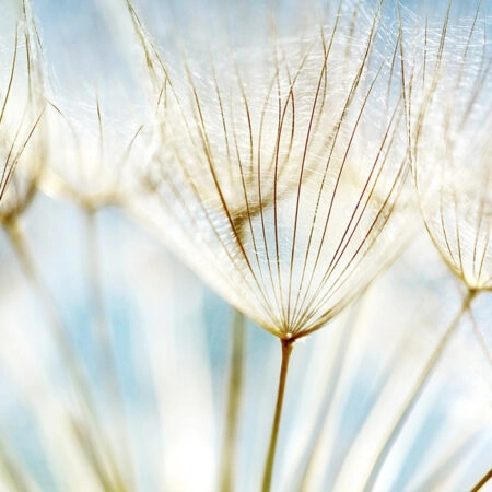 Πινακας σε καμβά DANDELION - Dandelion Sticky 4
