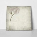 Πίνακας σε καμβά TEXTURED OLD PAPER BACKGROUND SWEET PEA