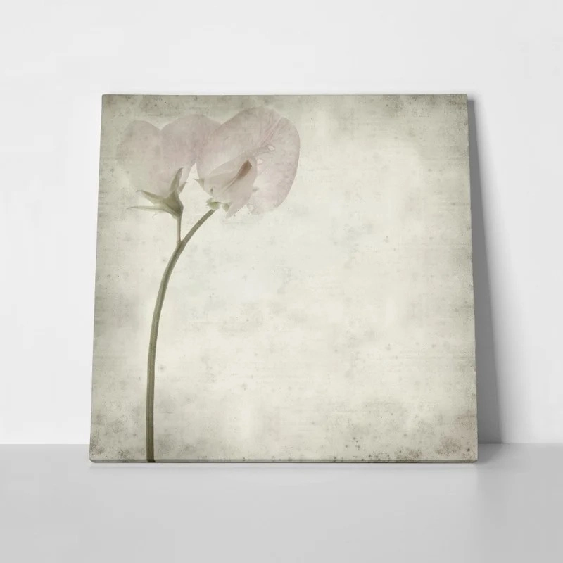 Πίνακας σε καμβά TEXTURED OLD PAPER BACKGROUND SWEET PEA