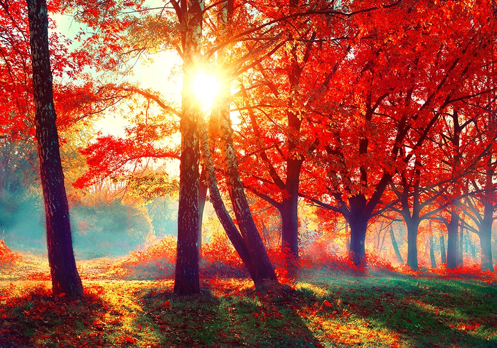 Πινακας σε καμβά AUTUMN FALL SCENE