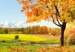 Πινακας σε καμβά AUTUMN TREE