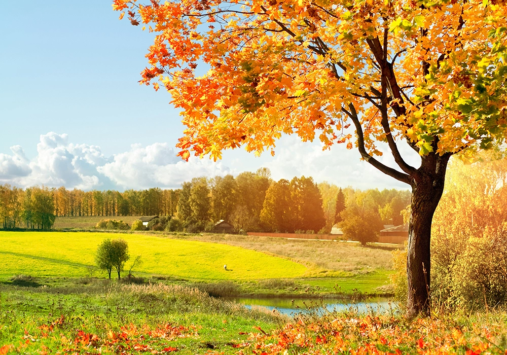 Πινακας σε καμβά AUTUMN TREE