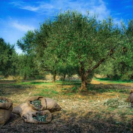 Πινακας σε καμβά HARVESTED OLIVES IN SACKS - Υπαιθρος Sticky 4