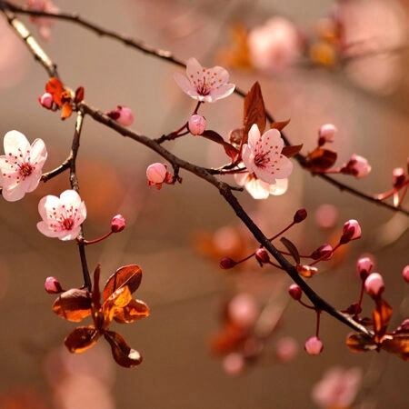 Πινακας σε καμβά JAPANESE CHERRY - Ανθη Δεντρων Sticky 4