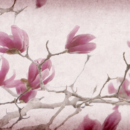 Πινακας σε καμβά MAGNOLIA FLOWERS ON OLD PAPER BACKGROUND - Μανολιες Sticky 4