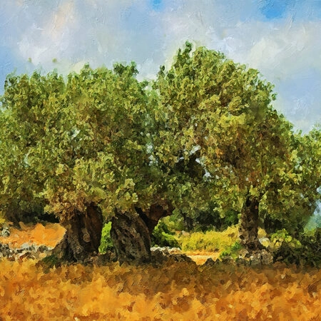 Πινακας σε καμβά OLIVE DRAWING 2 - Υπαιθρος Sticky 4