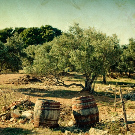 Πινακας σε καμβά VINTAGE OLIVE TREES - Υπαιθρος Sticky 4