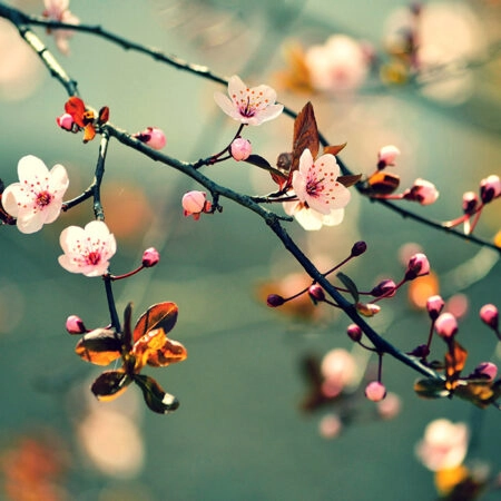 Πινακας σε καμβά SAKURA - Ανθη Δεντρων Sticky 4