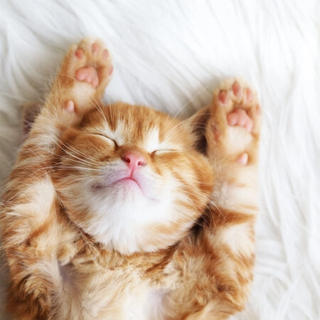 Πινακας σε καμβά SLEEPING CAT - Γατες Sticky 4