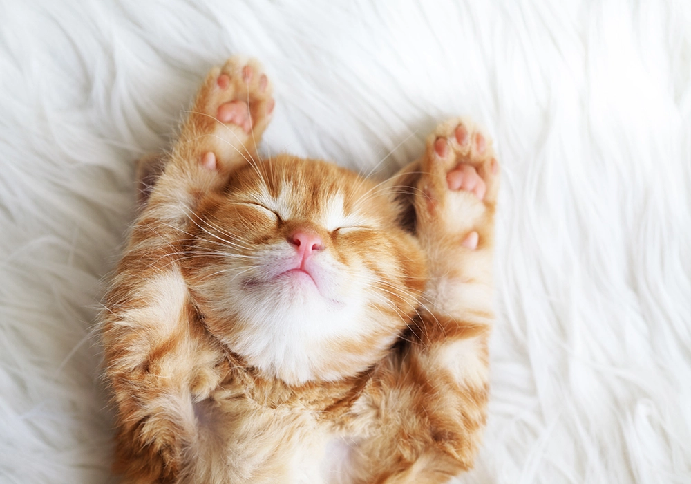 Πινακας σε καμβά SLEEPING CAT