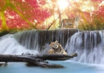 Πινακας σε καμβά TIGERS JUNGLE