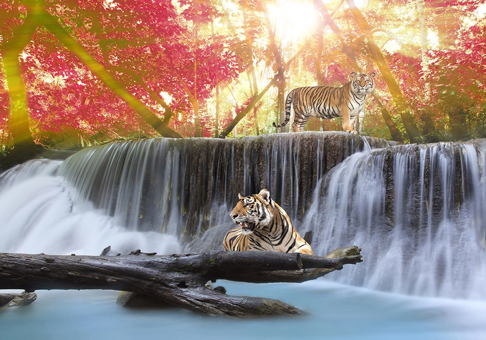 Πινακας σε καμβά TIGERS JUNGLE