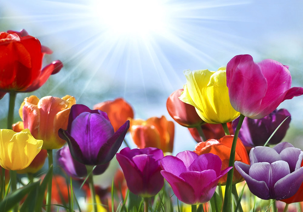 Πινακας σε καμβά TULIPS