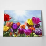 Πινακας σε καμβά TULIPS