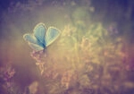 Πινακας σε καμβά VINTAGE BUTTERFLY
