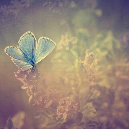 Πινακας σε καμβά VINTAGE BUTTERFLY - Πεταλουδες Sticky 4