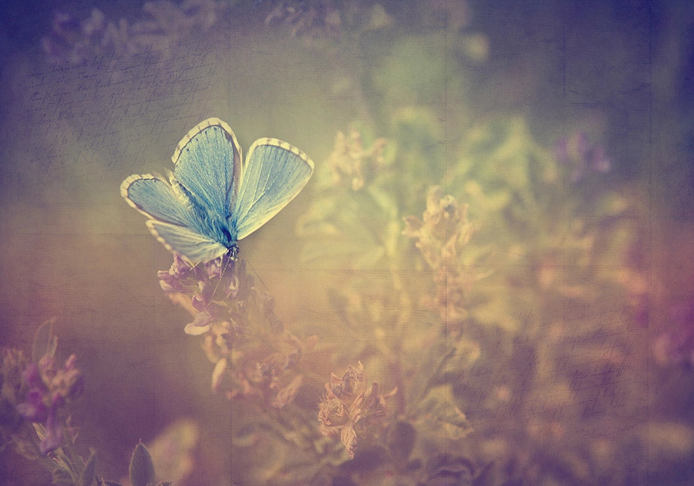 Πινακας σε καμβά VINTAGE BUTTERFLY