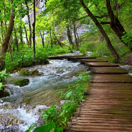 Πινακας σε καμβά WOODEN PATH - Δασος Sticky 5