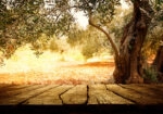 Πινακας σε καμβά WOODEN TABLE WITH OLIVE TREE