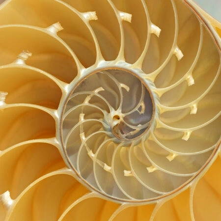 Πινακας σε καμβά YELLOW SHELL - Κοχυλια Sticky 4