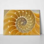 Πινακας σε καμβά YELLOW SHELL