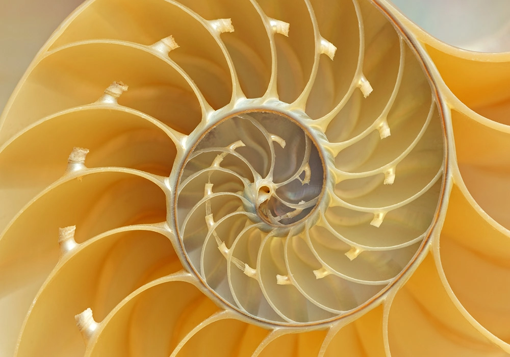 Πινακας σε καμβά YELLOW SHELL