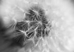 Πινακας σε καμβά BLACK AND WHITE DANDELION MACRO