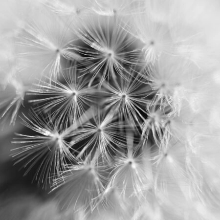 Πινακας σε καμβά BLACK AND WHITE DANDELION MACRO - Dandelion Sticky 4