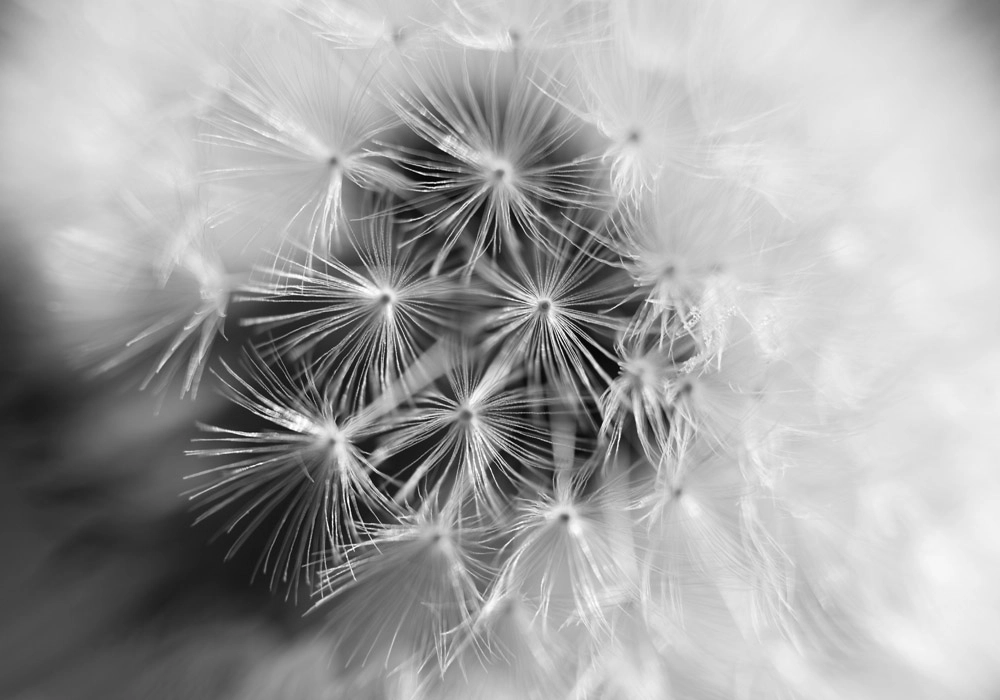 Πινακας σε καμβά BLACK AND WHITE DANDELION MACRO