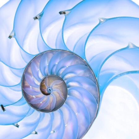 Πινακας σε καμβά BLUE SHELL MACRO PHOTOGRAPH - Κοχυλια Sticky 4