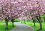 Πινακας σε καμβά CHERRY BLOSSOM PATH