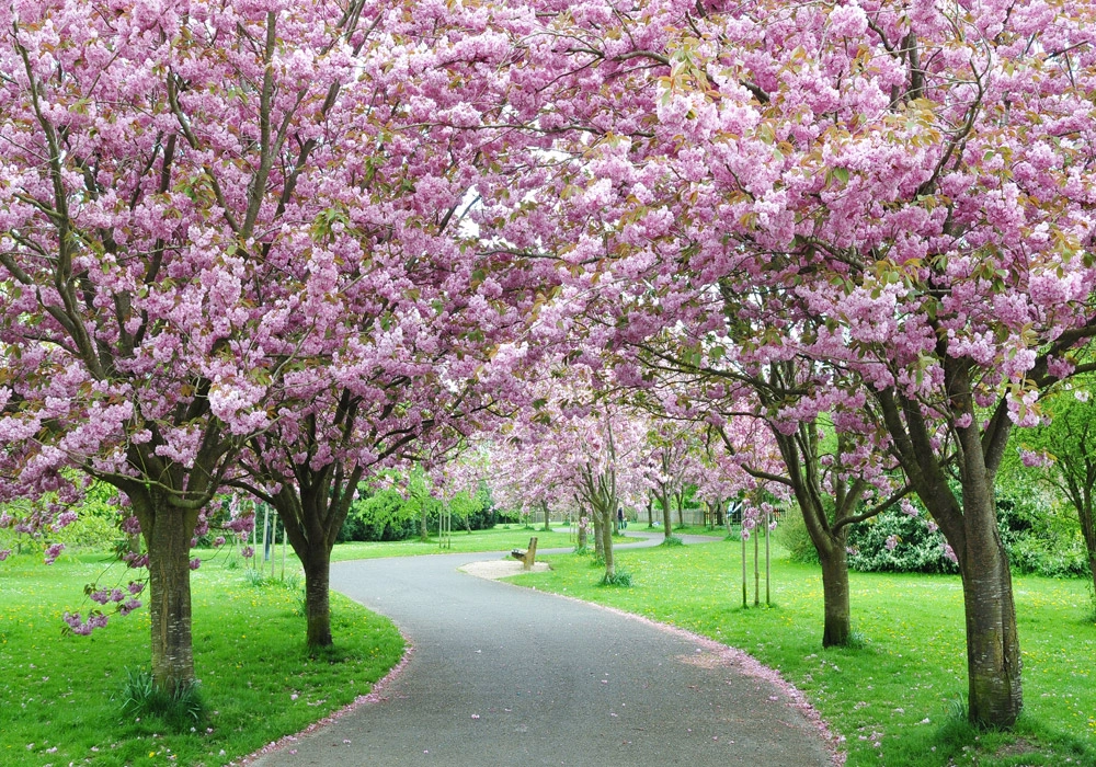 Πινακας σε καμβά CHERRY BLOSSOM PATH