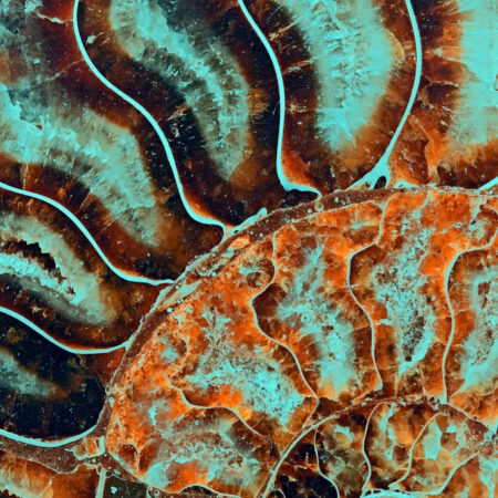 Πινακας σε καμβά FOSSIL AMMONITE MACRO - Κοχυλια Sticky 4