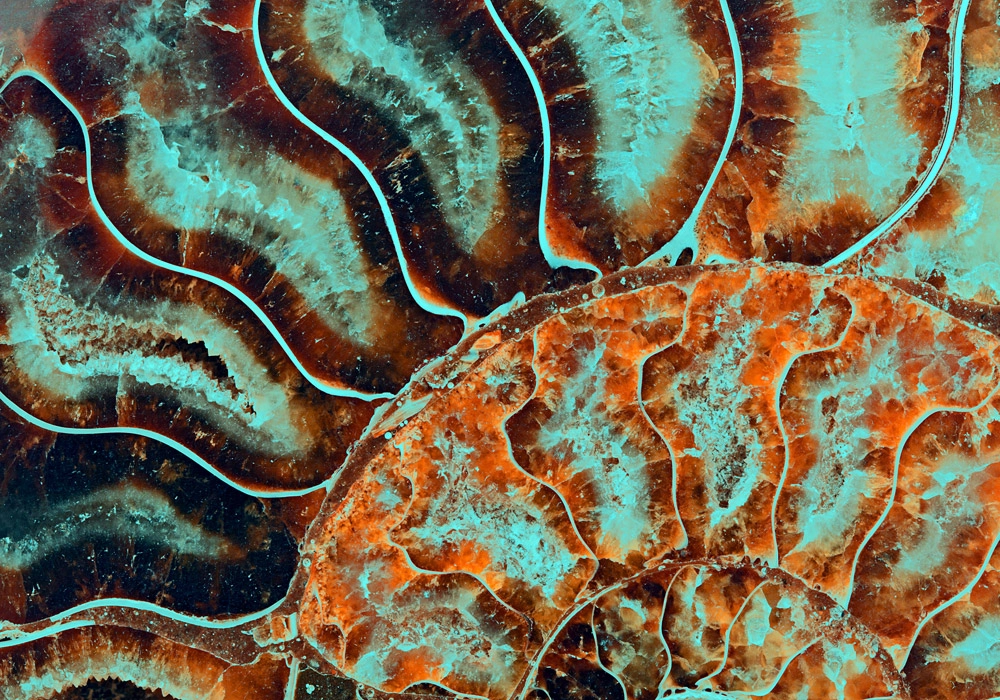 Πινακας σε καμβά FOSSIL AMMONITE MACRO