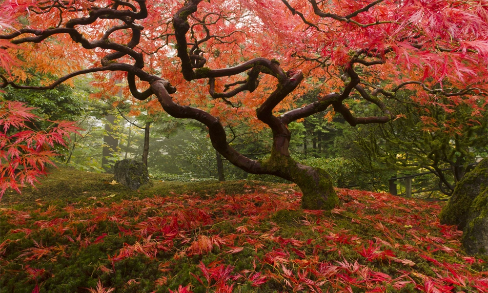 crop image