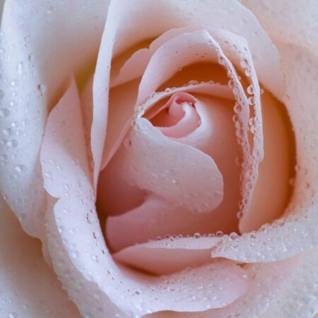 Πινακας σε καμβά PINK ROSE SWIRLS - Τριανταφυλλα Sticky 4