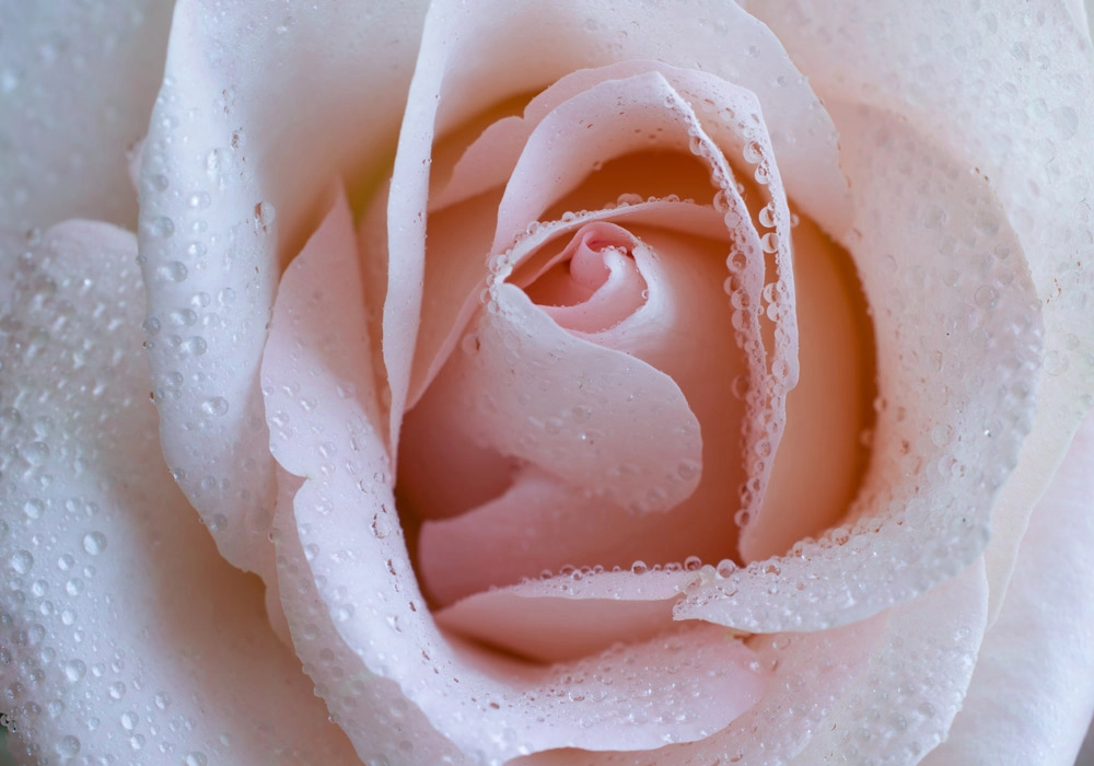 Πινακας σε καμβά PINK ROSE SWIRLS