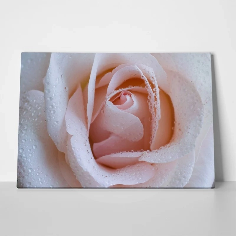 Πινακας σε καμβά PINK ROSE SWIRLS